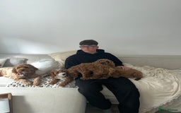 Cavapoo dogs for sale: 5 month old Trained stunning Cavapoo  - Image 9