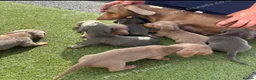 Miniature Dachshund dogs for sale: Kc Mini dachshund puppy’s  READY To LEAVE🐶🐶🐶 - Advert 30