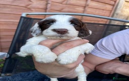 Cockapoo dogs for sale: Adorable Cockerpoo Puppies Ready - Image 18