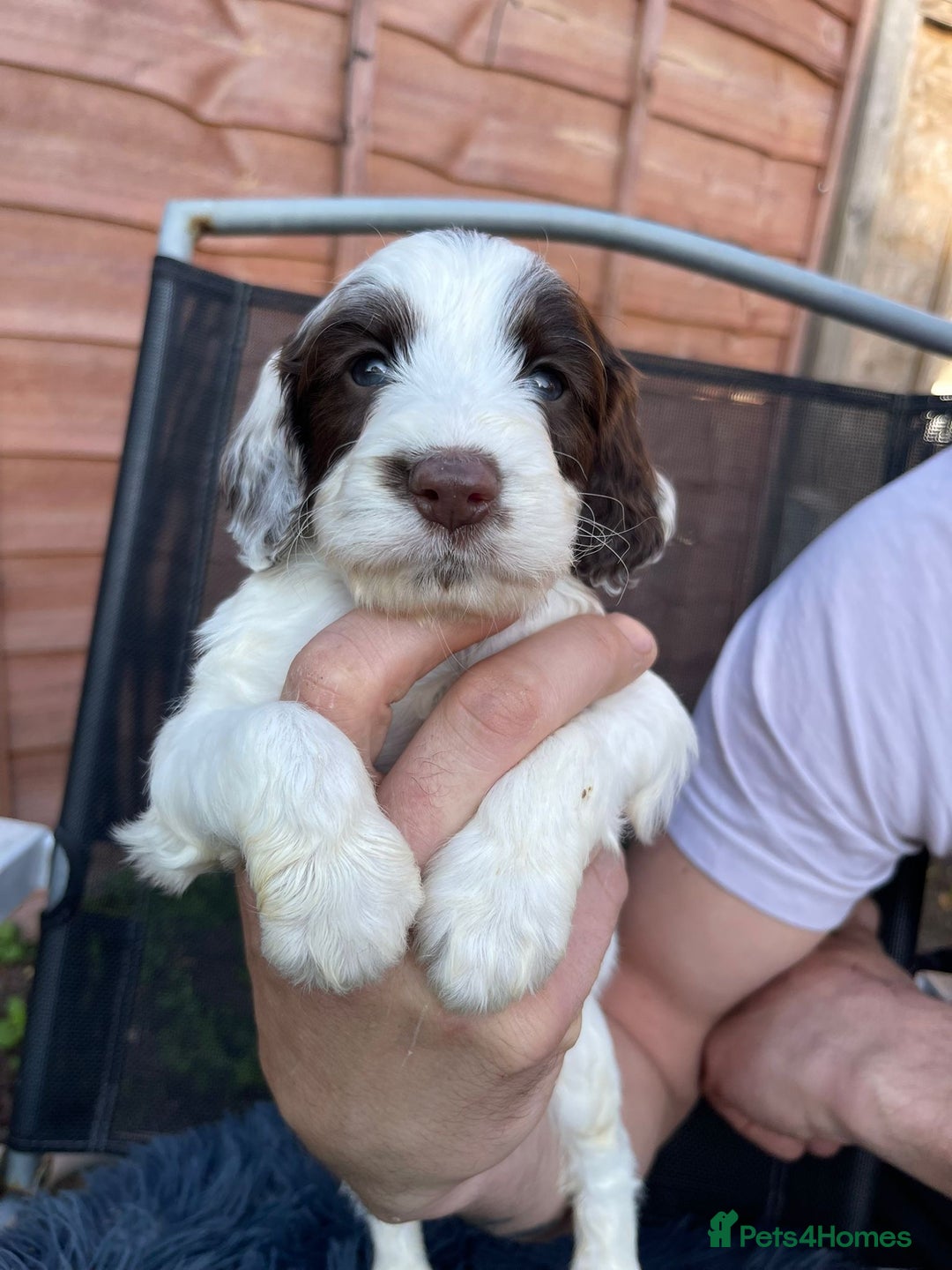 Cockapoo dogs for sale: Adorable Cockerpoo Puppies Ready - Image 18