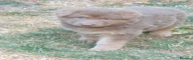 German Shepherd 5