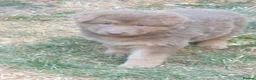 German Shepherd dogs for sale: German Shepherd puppies all colours ready end Aug - Advert 32