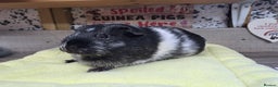 Guinea Pig rodents for sale: Female Guinea Pig - Leeds Area - Advert 2