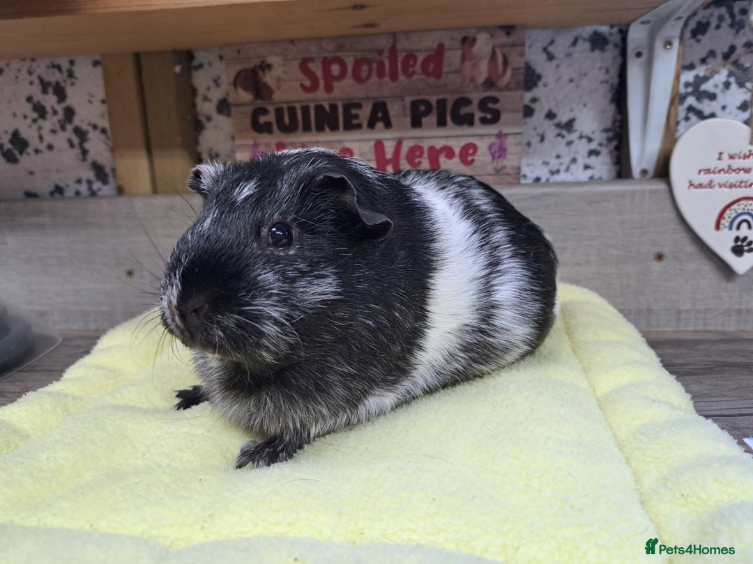 Guinea Pig rodents for sale: Female Guinea Pig - Leeds Area - Advert 2