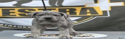 Bandog dogs for sale: Cane Corso Merle Puppies – Loving Gentle Giants - Advert 27