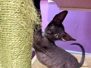 Mixed Breed cats 2 beautiful Velour Sphynx boys left 🤎🖤 - Advert 7