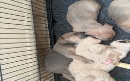 Mixed Breed dogs for sale: French bullhuahua - Image 32