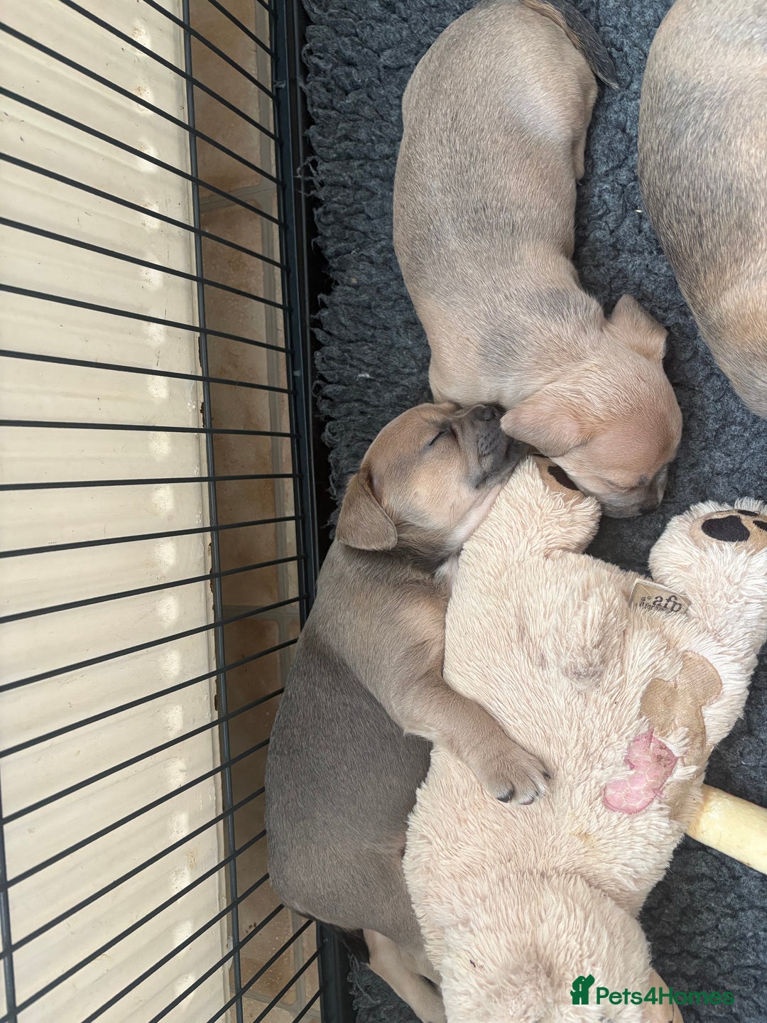 Mixed Breed dogs for sale: French bullhuahua - Image 32