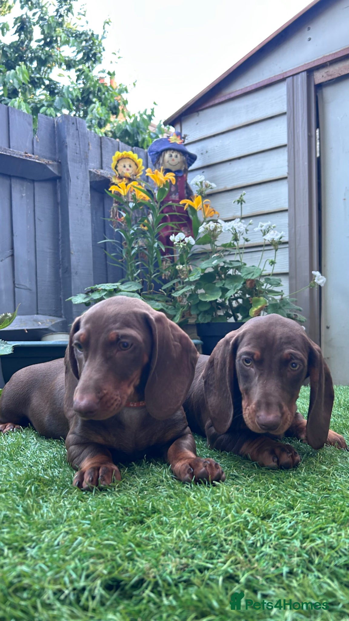 Dachshund dogs for sale: Only ONE Girl left Standard dachshund - Advert 8