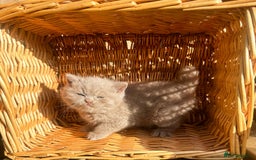 British Shorthair cats for sale: GCCF reg BS kittens true to type cinnamon  - Image 15