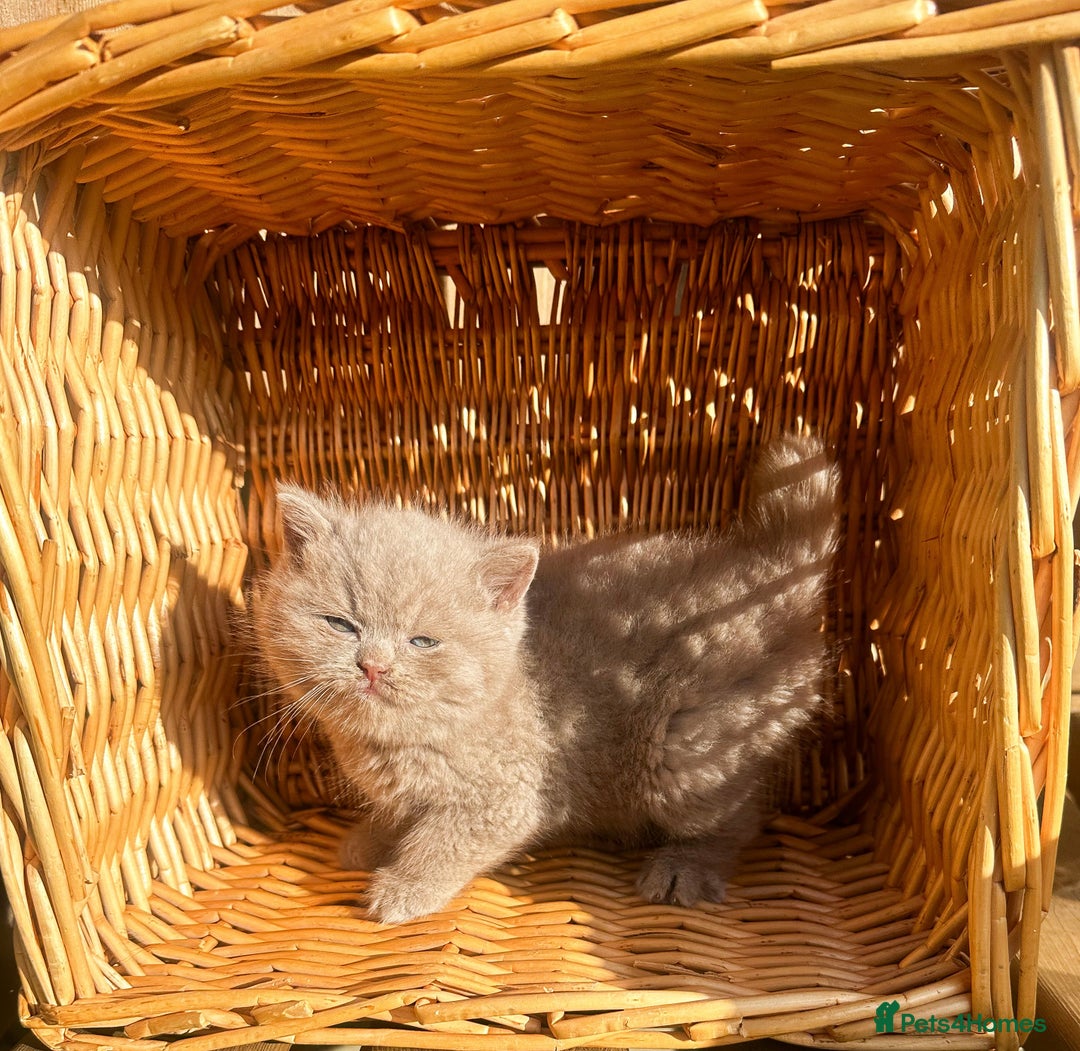 British Shorthair cats for sale: GCCF reg BS kittens true to type cinnamon  - Image 15