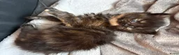 Maine Coon cats for sale: Fluffy Maine Coon Kittens - Advert 9