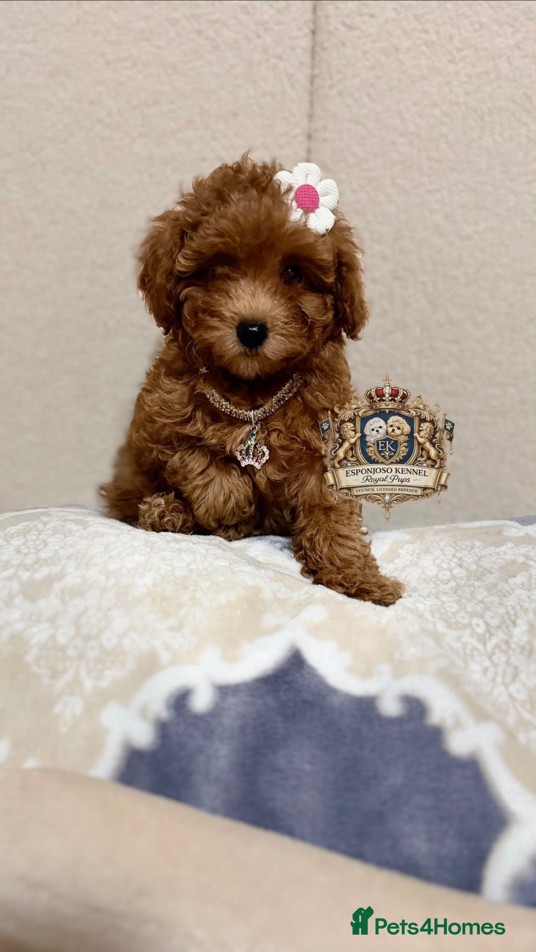Toy Poodle dogs 1 Last girl 🏡5⭐ Licensed ESPONJOSO Toy Poodle👑 - Advert 4