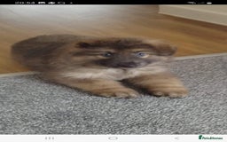 German Shepherd dogs for stud: Blue German shepherd PROVEN  - Image 16