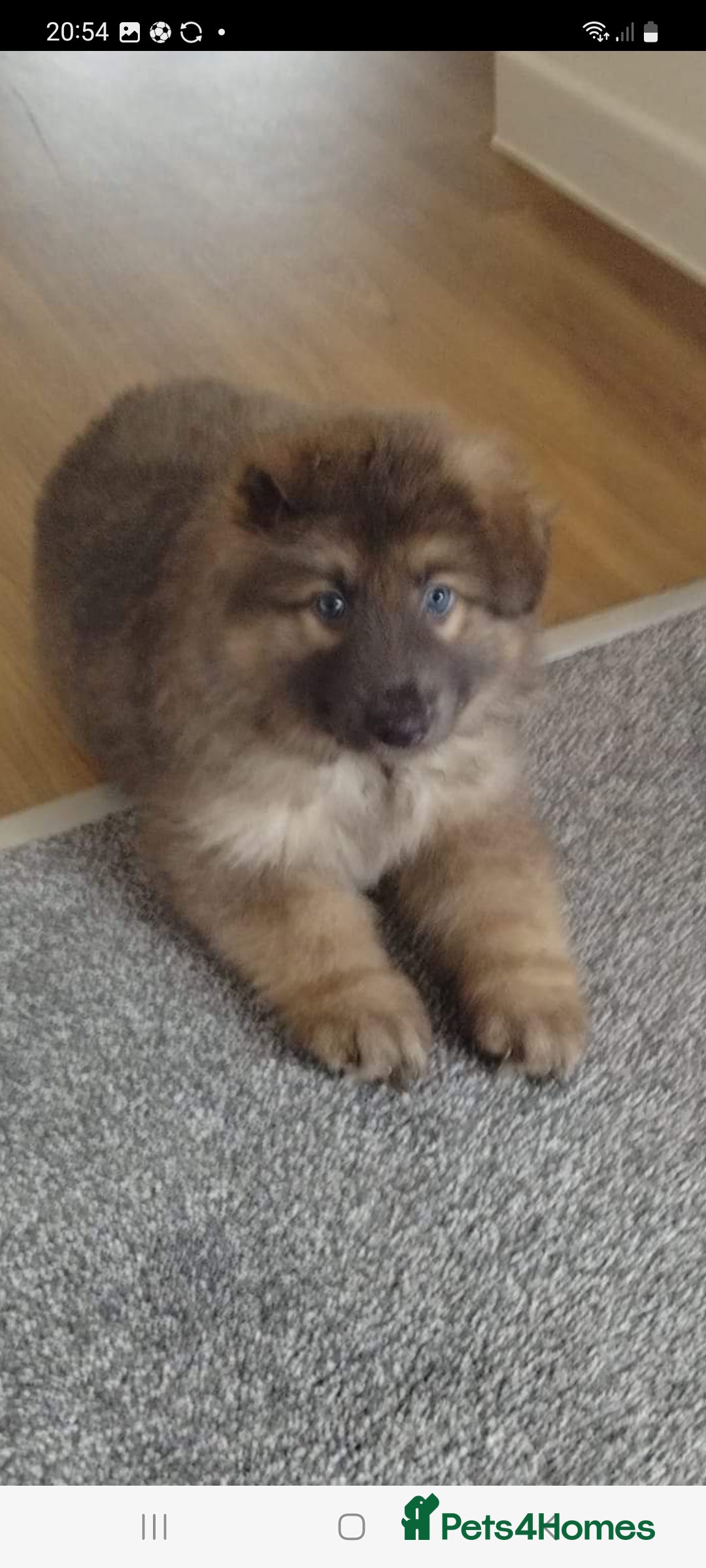 German Shepherd dogs for stud: Blue German shepherd PROVEN  - Image 16