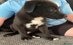 Mixed Breed dogs for sale: mixed breed male puppy  - Image 2