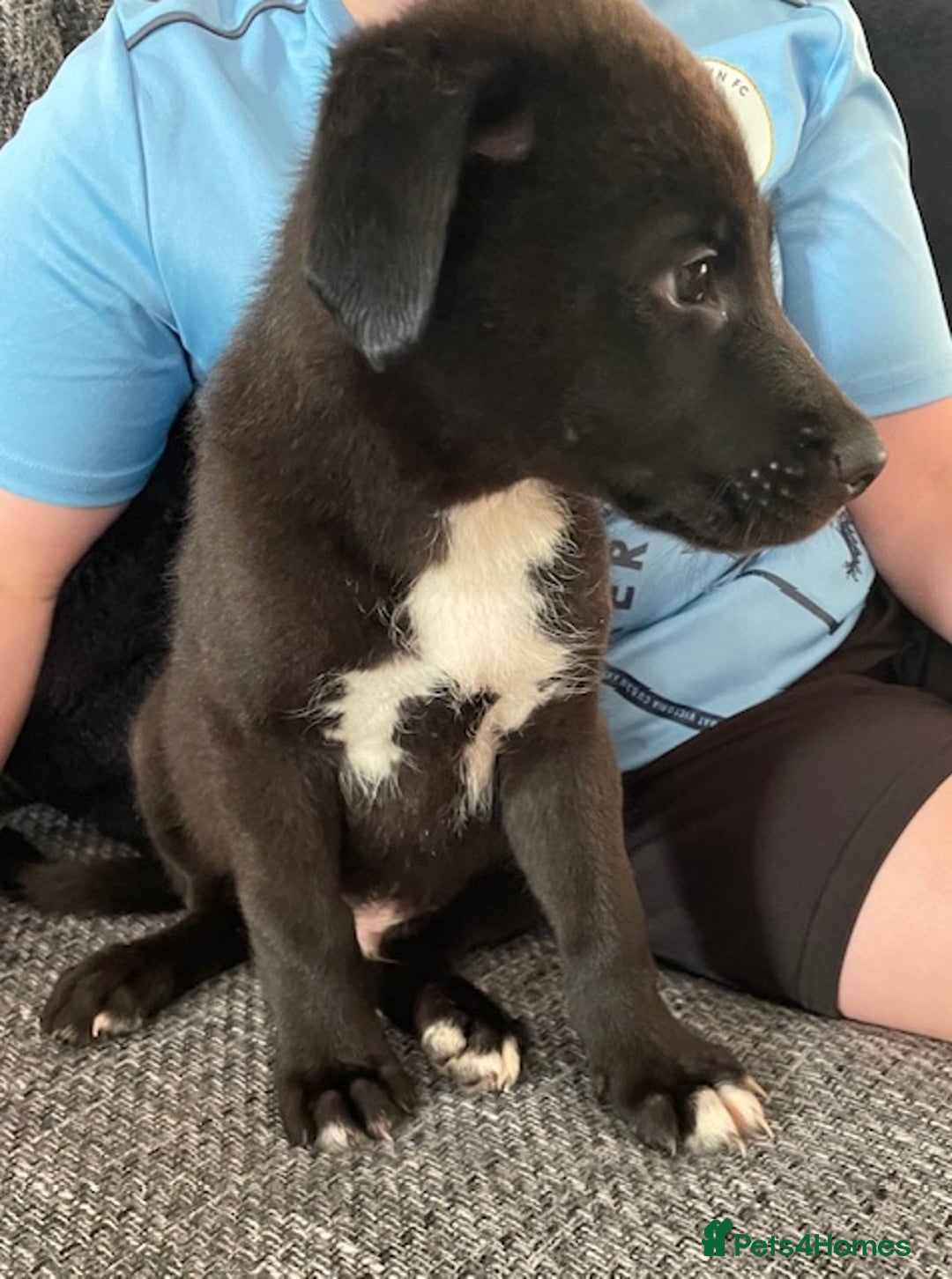Mixed Breed dogs for sale: mixed breed male puppy  - Image 2