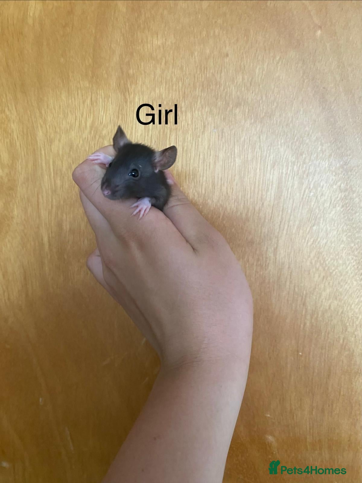 Rat rodents for sale: Mixed sexed baby rats in Chelmsford - Advert 12
