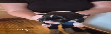 Border Collie 1