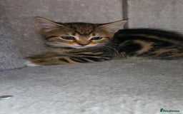 Mixed Breed cats for sale: 5 Kittens for sale - Image 21