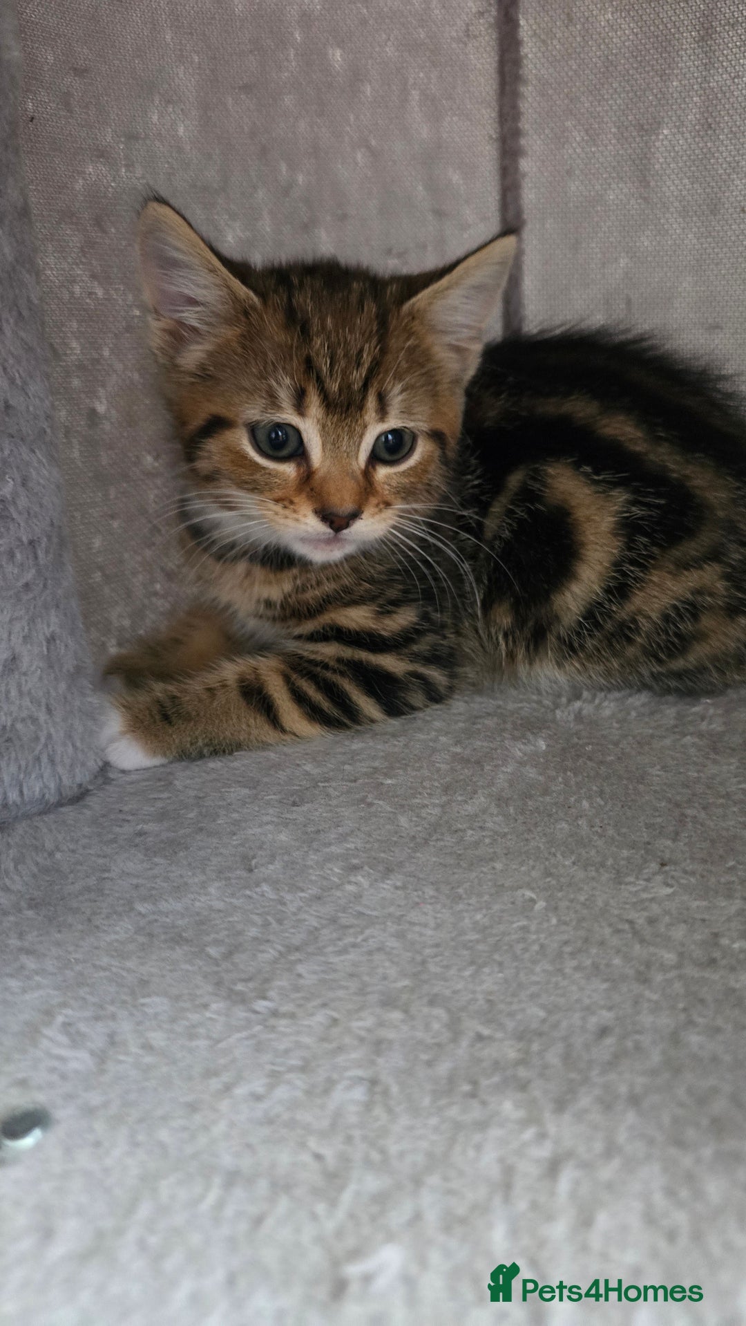 Mixed Breed cats for sale: 5 Kittens for sale - Image 21
