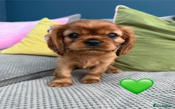 Cavalier King Charles Spaniel dogs for sale: Beautiful Ruby boys - Image 1