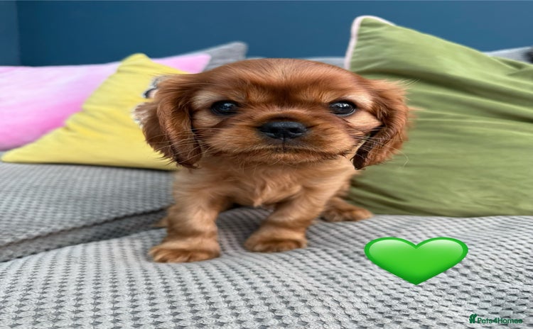 Cavalier King Charles Spaniel dogs - Advert 11