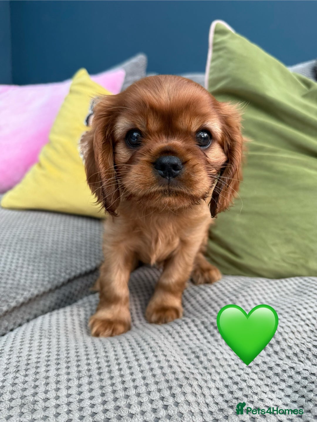 Cavalier King Charles Spaniel dogs for sale: Beautiful Ruby boys - Image 1