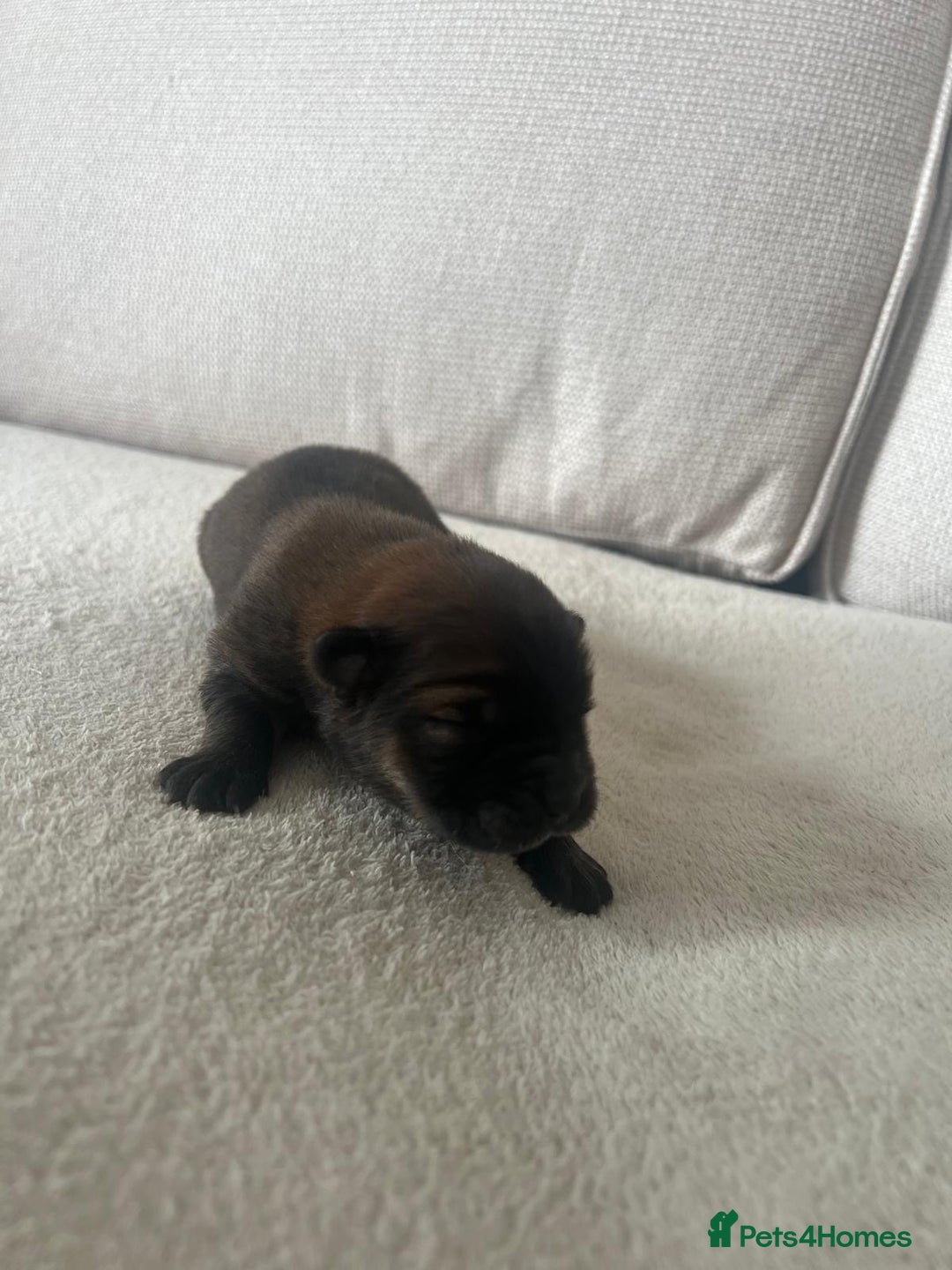 Chow Chow dogs for sale: Gorgeous Chow Chow Puppies Raised in a loving Home - Image 20