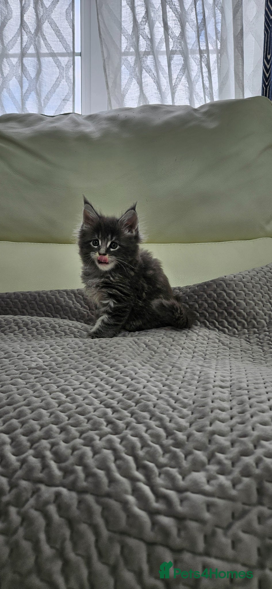 Maine Coon cats for sale: Giant Maine Coon  - Advert 6