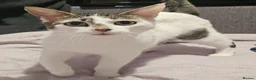 Mixed Breed cats for sale: Tabby and white kittens - Advert 2
