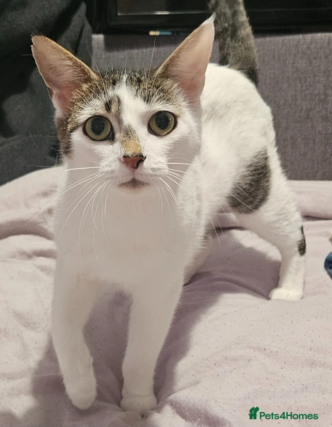 Mixed Breed cats for sale: Tabby and white kittens - Advert 2