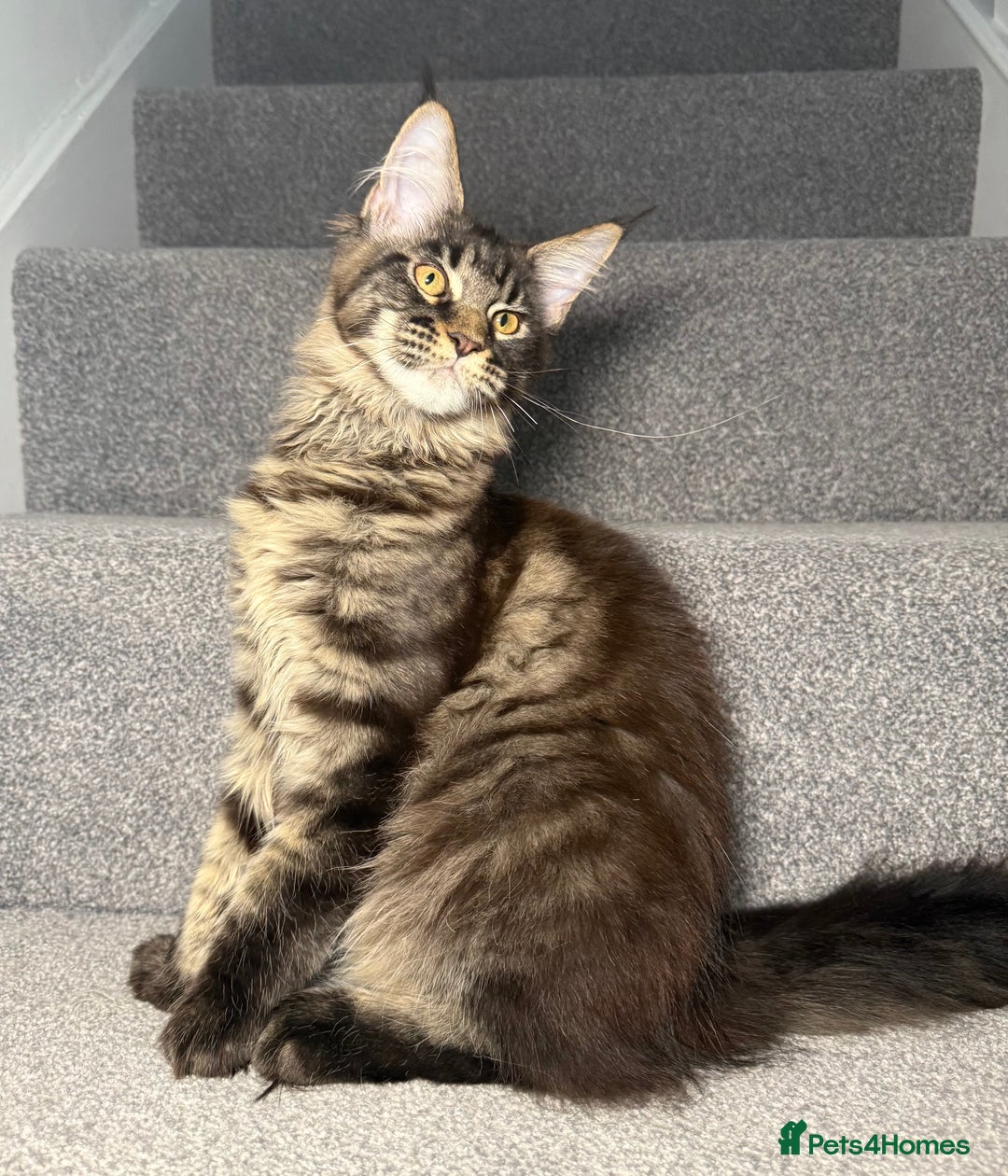 Maine Coon cats for sale: Champion line kittens , 2 girls left☺️ - Advert 3