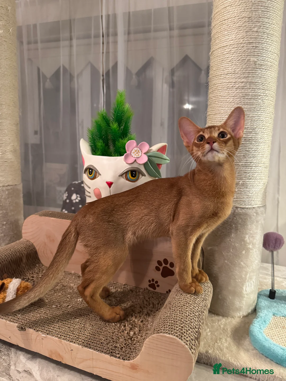 Abyssinian cats for sale: Abyssinian kittens looking for a new forever home - Advert 16