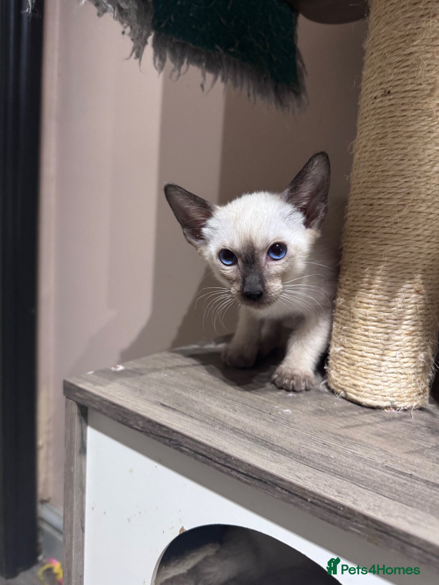Siamese cats Ready now-1 male Siamese kittens available - Advert 16