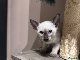 Siamese cats Ready now-1 male Siamese kittens available - Advert 16