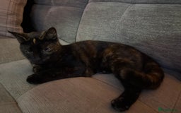 Domestic Shorthair cats for sale: Female tortoiseshell kitten - Image 1