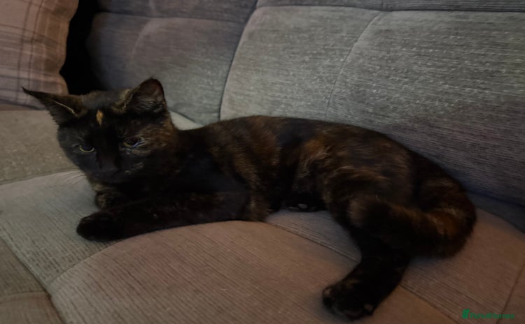 Domestic Shorthair cats - Advert 15