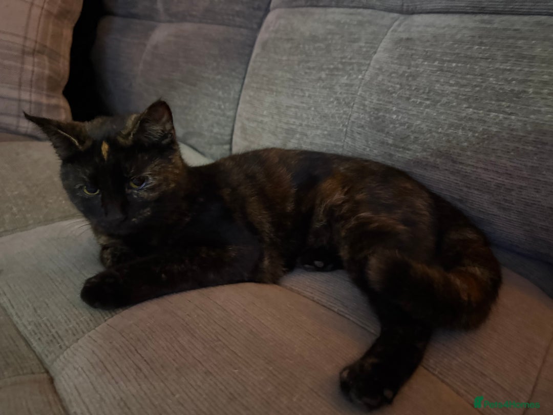 Domestic Shorthair cats for sale: Female tortoiseshell kitten - Image 1