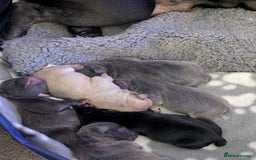 French Bulldog dogs for sale: Beautiful french bulldog puppies  - Advert 28