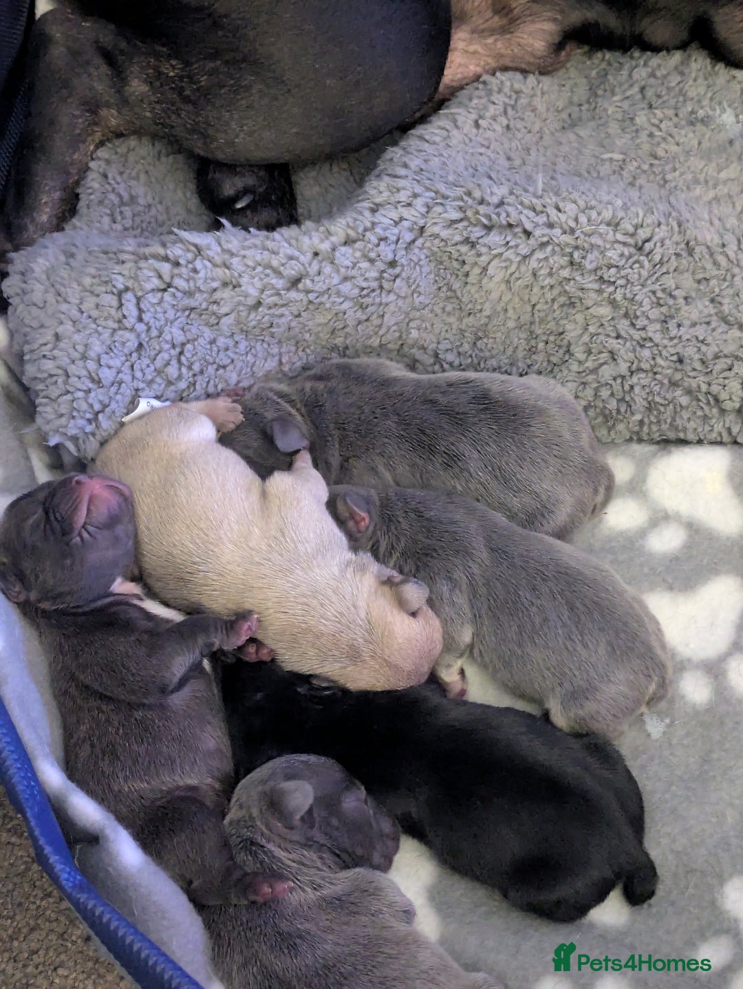 French Bulldog dogs for sale: Beautiful french bulldog puppies  - Advert 28