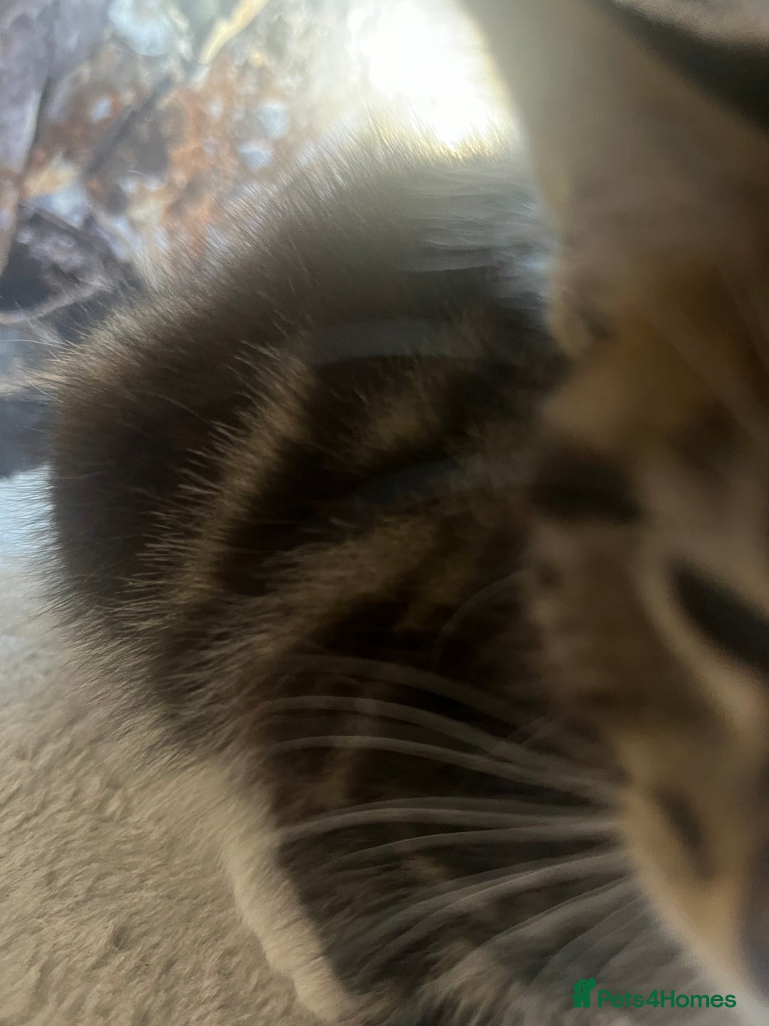 Mixed Breed cats for sale: 6 Week old Gorgeous kitten  - Advert 10