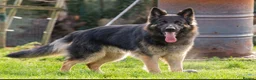 German Shepherd dogs for sale: GERMAN SHEPHERD PUPPIES 🐶  - Advert 12