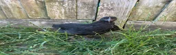 Chickens poultry for sale: 8 week old Hens for sale  - Advert 4
