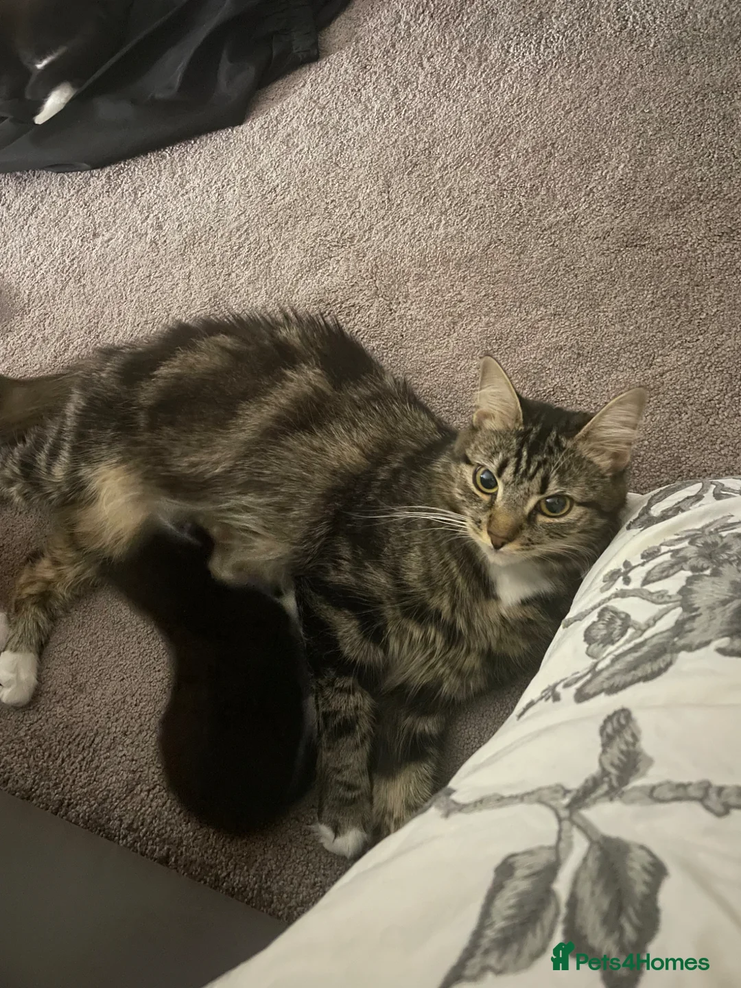 Mixed Breed cats for sale: Adorable bonded pair in Edgware - Advert 40