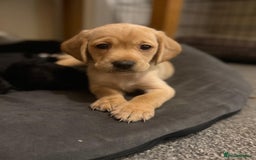 Mixed Breed dogs for sale: Labrador puppies  - Image 1