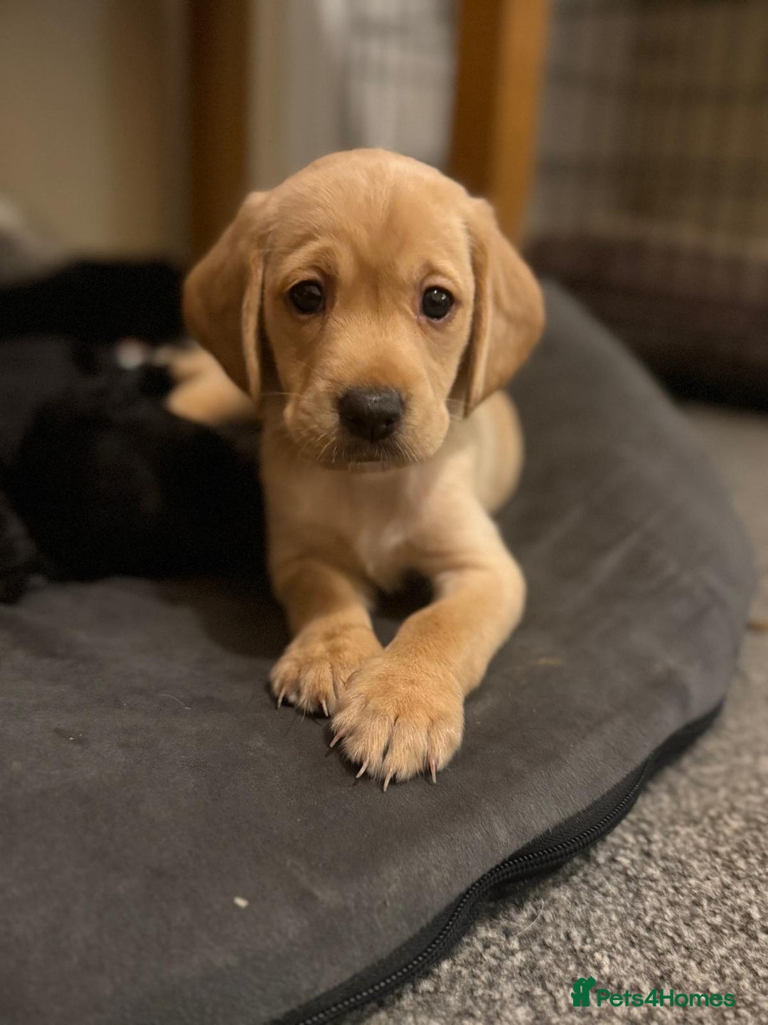 Mixed Breed dogs for sale: Labrador puppies  - Image 1