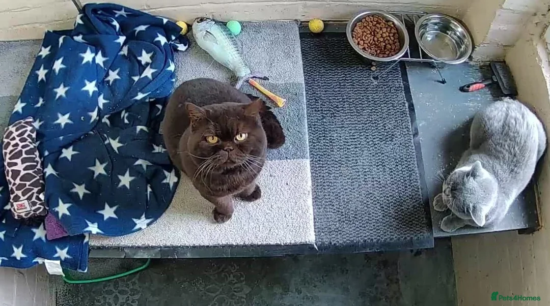 British Shorthair cats for stud:  GCCF registered STUD CHOCOLATE B blood group  in Beaconsfield - Advert 2