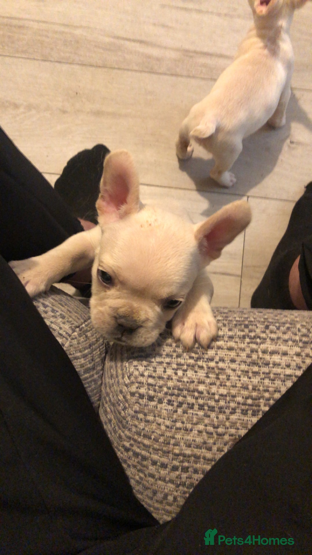 French Bulldog dogs for sale: French bulldog pups available Reduced‼️ - Advert 26