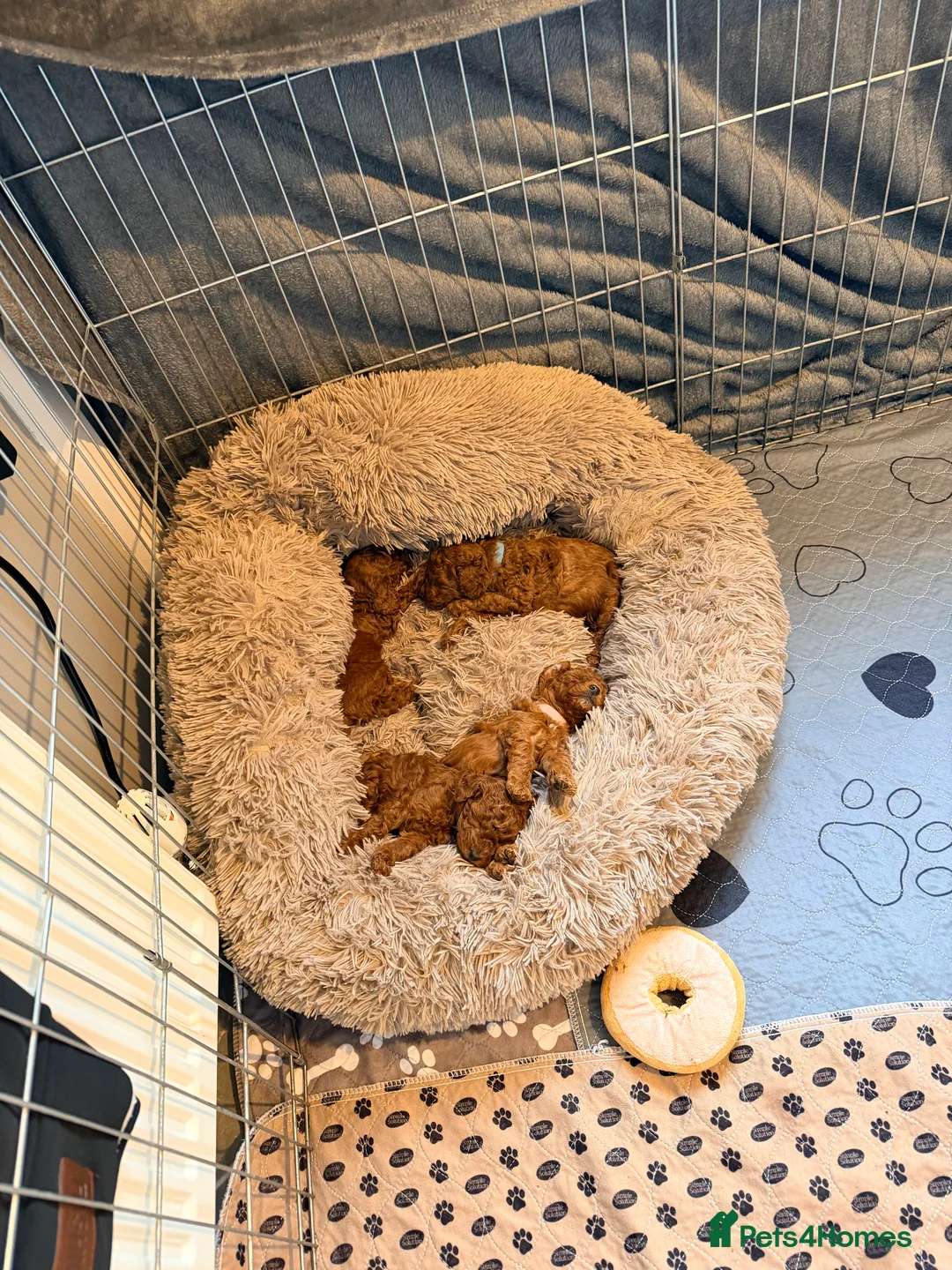 Cavapoo dogs for sale: Fox Red Cavapoo F1B  - Advert 9